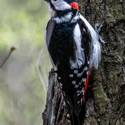 Тот же дятел